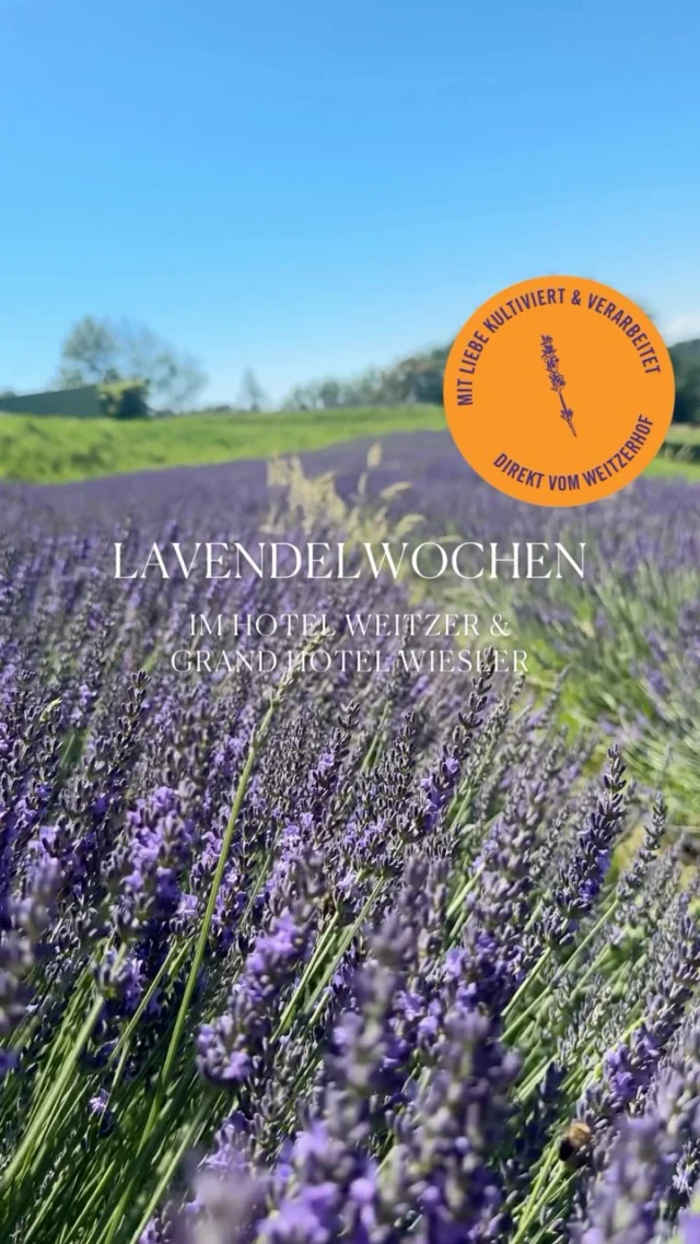 Der Lavendel steht in voller Blüte und es ist Erntezeit.🌿💜
Deshalb holen wir uns für unsere Lavendelwochen ein Stück vom Weitzer‑Hof ins Haus.

Von der Grazer Platte, zwischen Wiesen und Wald, stammt unser echter Lavendel:
Lavandula Angustifolia, die französische Sorte Maillette.🌸

Sorgfältig geerntet und weiterverarbeitet entstehen daraus unsere Produkte für die Lavendelwochen:
100 % reines Lavendelöl, Kissensprays, Honig vom Hof und eine Teemischung, die nach Sommer schmeckt.🌿

Alle Produkte sind direkt bei uns an der Rezeption im Hotel Weitzer & Grand Hotel Wiesler erhältlich .

Zusätzlich erwarten Sie im Kaffeehaus Weitzer, im Restaurant Der Steirer und im Salon Marie besondere Getränke- und Speisenkreationen – verfeinert mit unserem Lavendel.💜✨